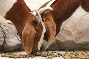 Goats Eating photo