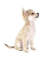 cute small chihuahua puppy sitting on white isolated photo