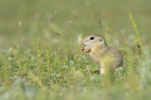 gopher in the nature photo