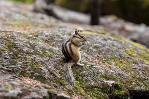 Chipmunk eating food from the palm of a human