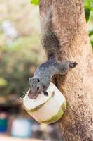 Squirrels climb tree and eating the coconut