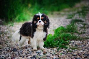 young male cavalier king charles spaniel dog in summer garden