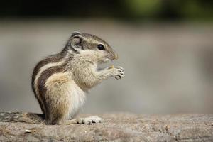 Little rodent eating an acorn photo