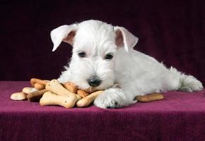 cachorro con huesos de galletas de perro foto