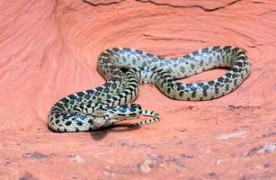 Great Basin Gopher Snake (Pituophis catenifer deserticola) photo
