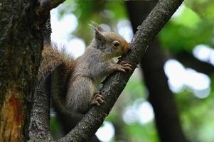 Wild squirrel photo