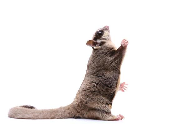 Sugar Glider Stock Photos, Images and Backgrounds for Free Download