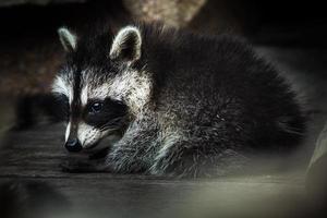 Raccoon photo