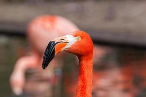 Porfile portrait of american flamingo photo