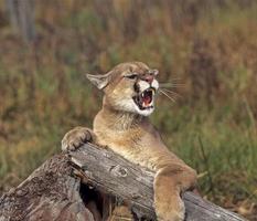 Cougar growling photo