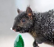 Christmas Squirrel photo