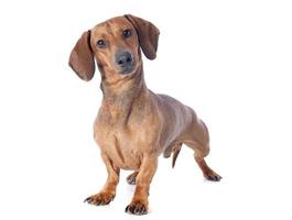 dachshund dog photo