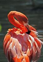Flamingo preening its back feathers photo
