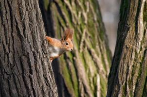 Squirrel look out from tree stem photo