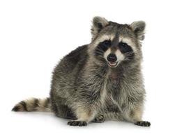 raccoon (9 months) -  Procyon lotor photo