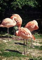 Four american flamingos (Phoenicopterus ruber) photo