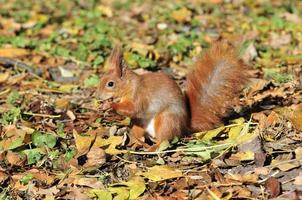Squirrel - a rodent of the squirrel family.