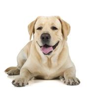 Labrador retriever amarillo sonriendo