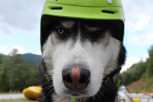 Husky siberiano en el casco. foto