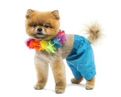Perro pomerania arreglado con pantalones cortos y un lei hawaiano foto