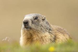 retrato de marmota mientras te mira