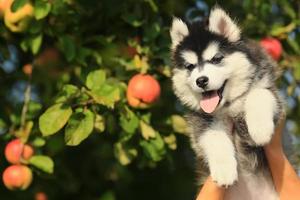 cute puppy husky on your hands photo