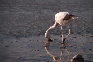 Flamingo eating