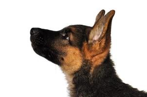 Portrait of German Shepherd Pup, портрет щенка  немецкой овчарки photo