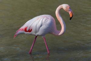Flamingo 1 photo