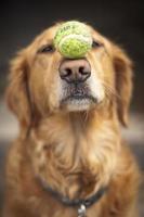 A dog balancing a tennis ball on its snout