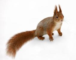 Eurasian red squirrel in front of a white background photo