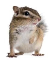 Front view of a Siberian chipmunk, Euamias sibiricus, standing. photo