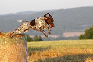 Jumping German shorthaired pointer photo