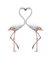 Two colorful flamingos building a hear