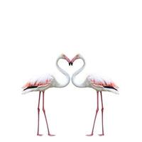Two colorful flamingos