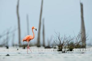 The pink Caribbean flamingo goes on water. photo
