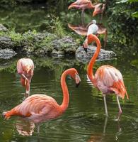 Pink Flamingo in Florida