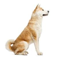 Side view of Akita Inu sitting, isolated on white photo