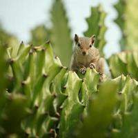 Chipmunk in cactus photo