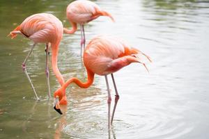 Pink Flamingos photo