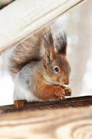 Squirrel nibbles Nut