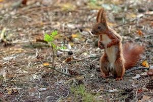 Red squirrel in the forest photo