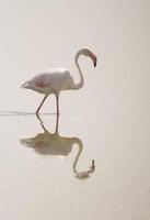 Flamingo reflection photo