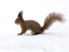 Cute red squirrel on snow