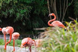 Flock of pink flamingos