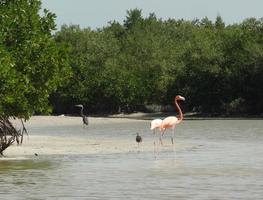mexican flamingo photo