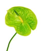 Green anthurium isolated on white background.