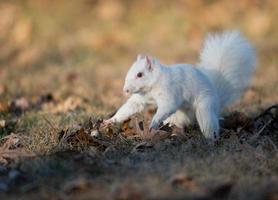 White squirrel burying nuts