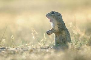European ground squirrel with open mouth photo