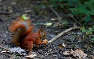 Red squirrel eat walnut in autumn forest photo